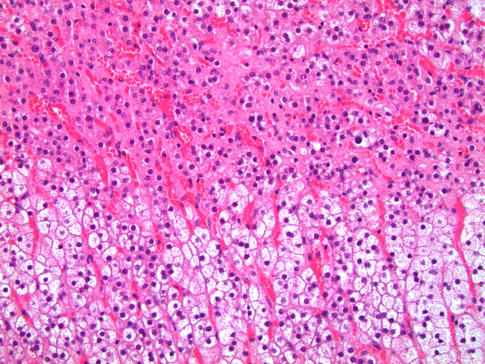 Adrenal Gland Histology Drawing