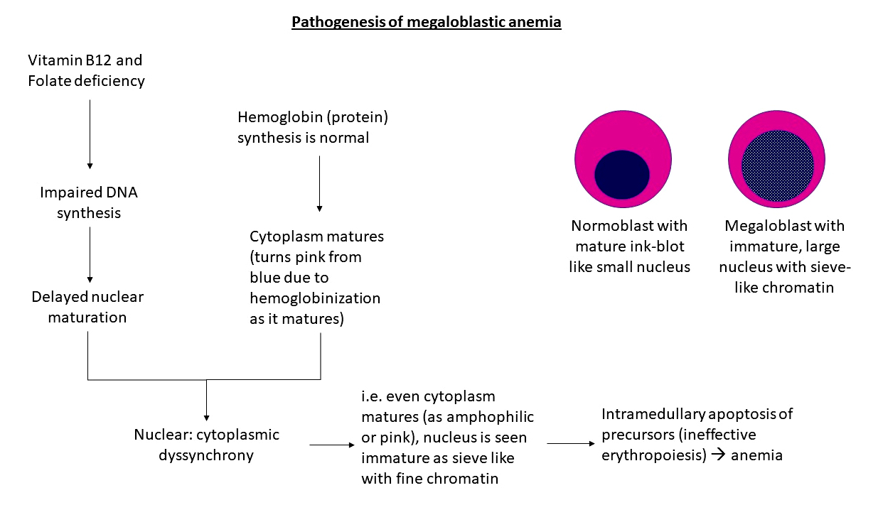 Pathophysiology of megaloblastic anemia