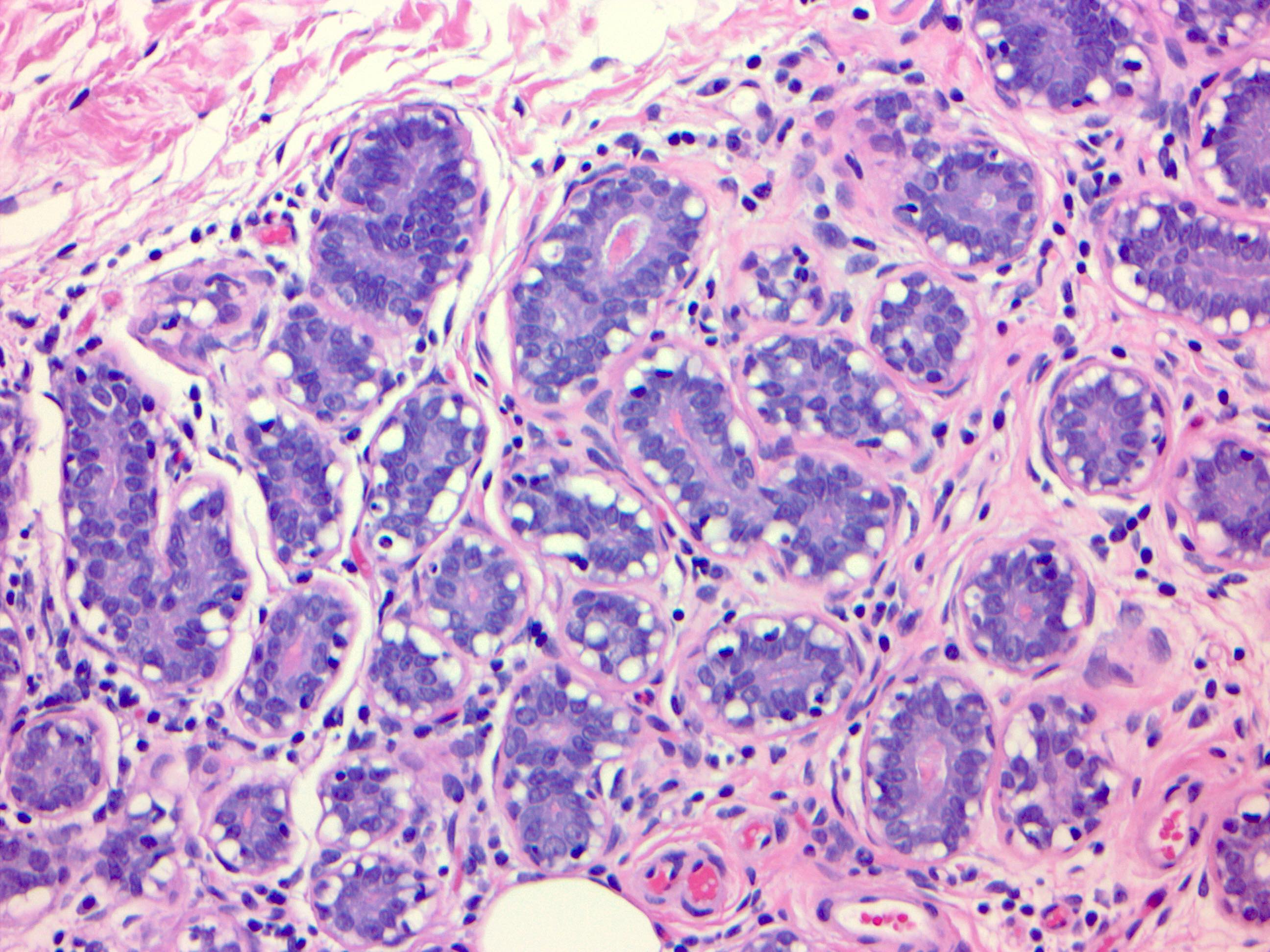 Myoepithelial cells