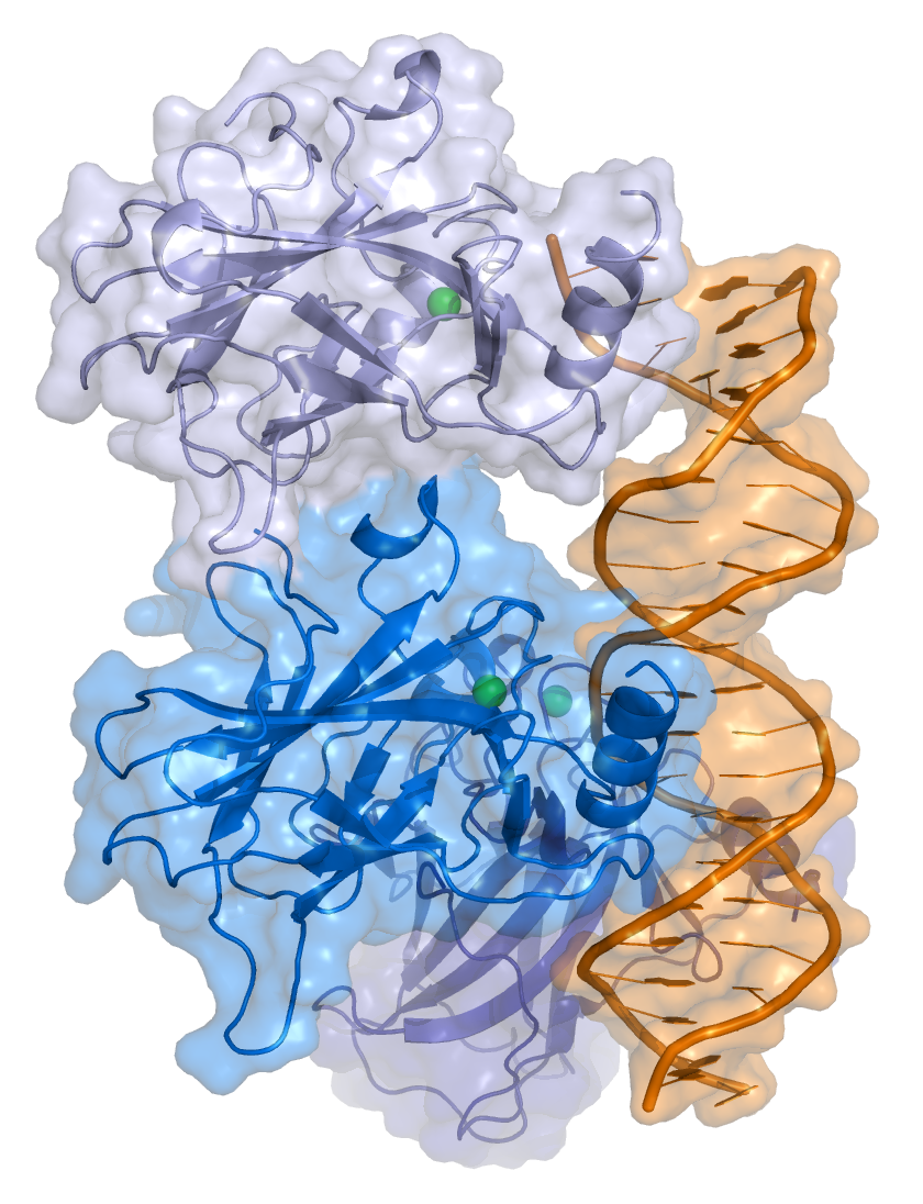 DNA and p53 protein