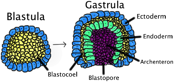 blastula reorganizes into the gastrula