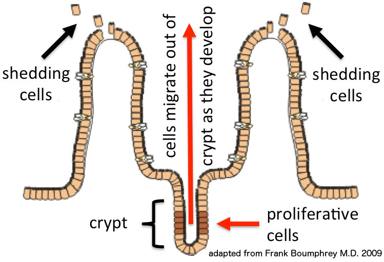 Migration of small intestinal epithelium
