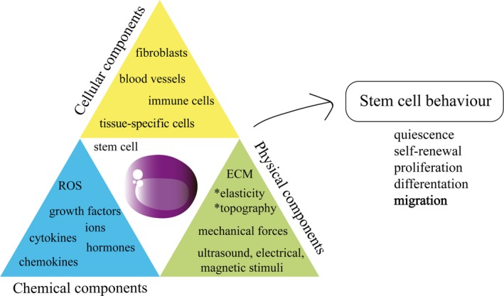 Stem cell behavior