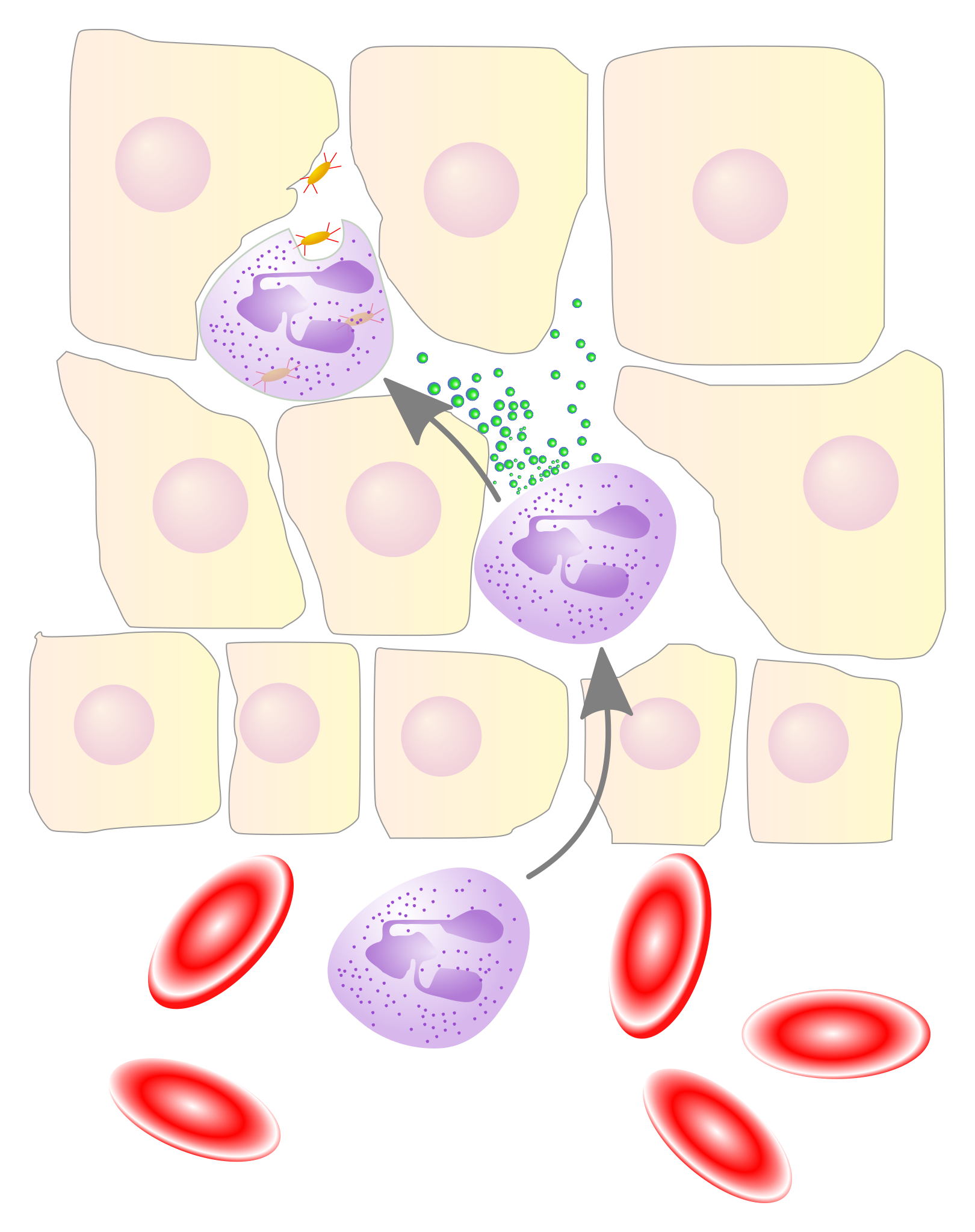 White blood cells migrate