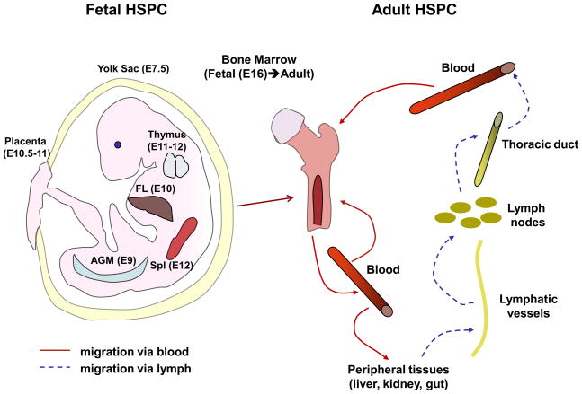 Trafficking of hematopoietic stem and progenitor cells
