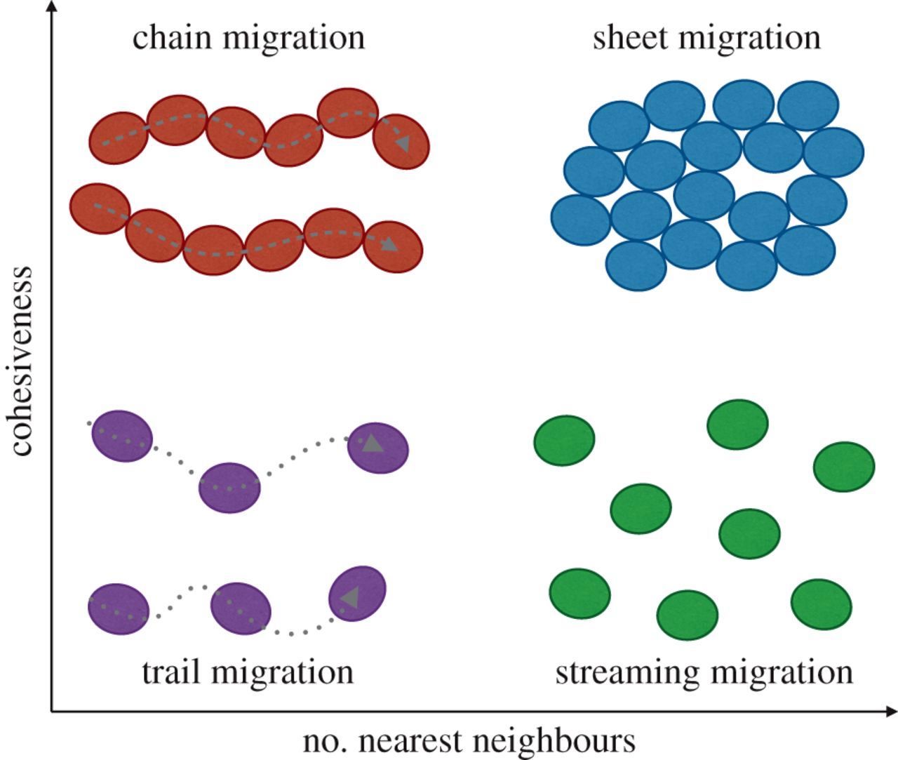 Types of collective cell migration