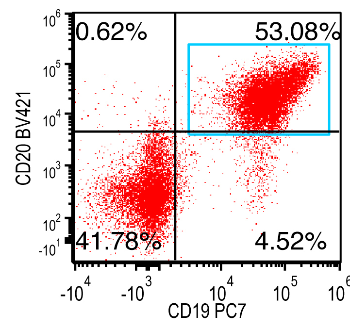 B cells expressing both CD19 and CD20