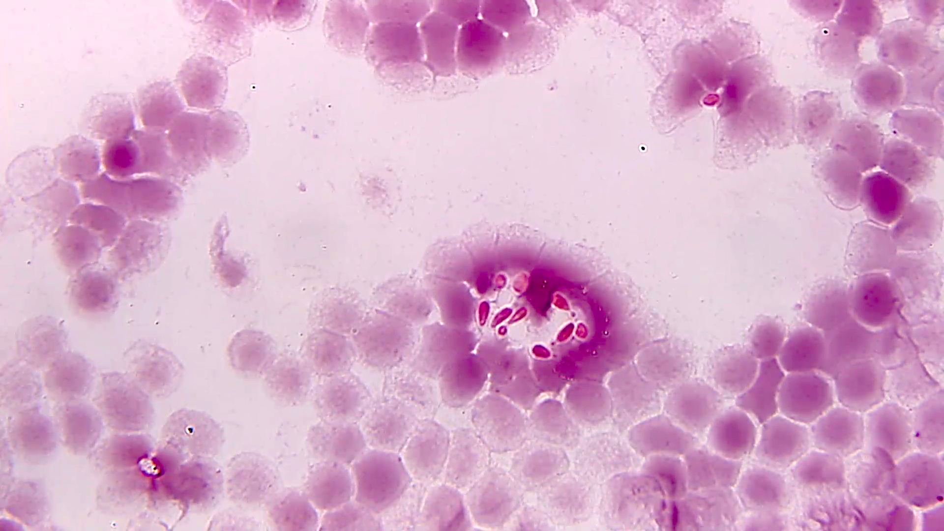 Uniform clustered yeasts