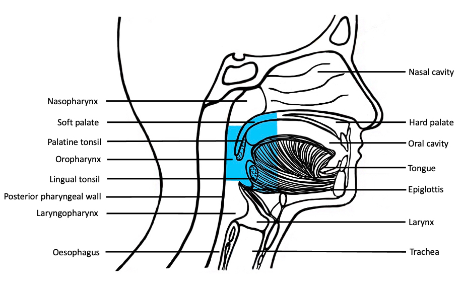 muscles of the soft palate lateral view