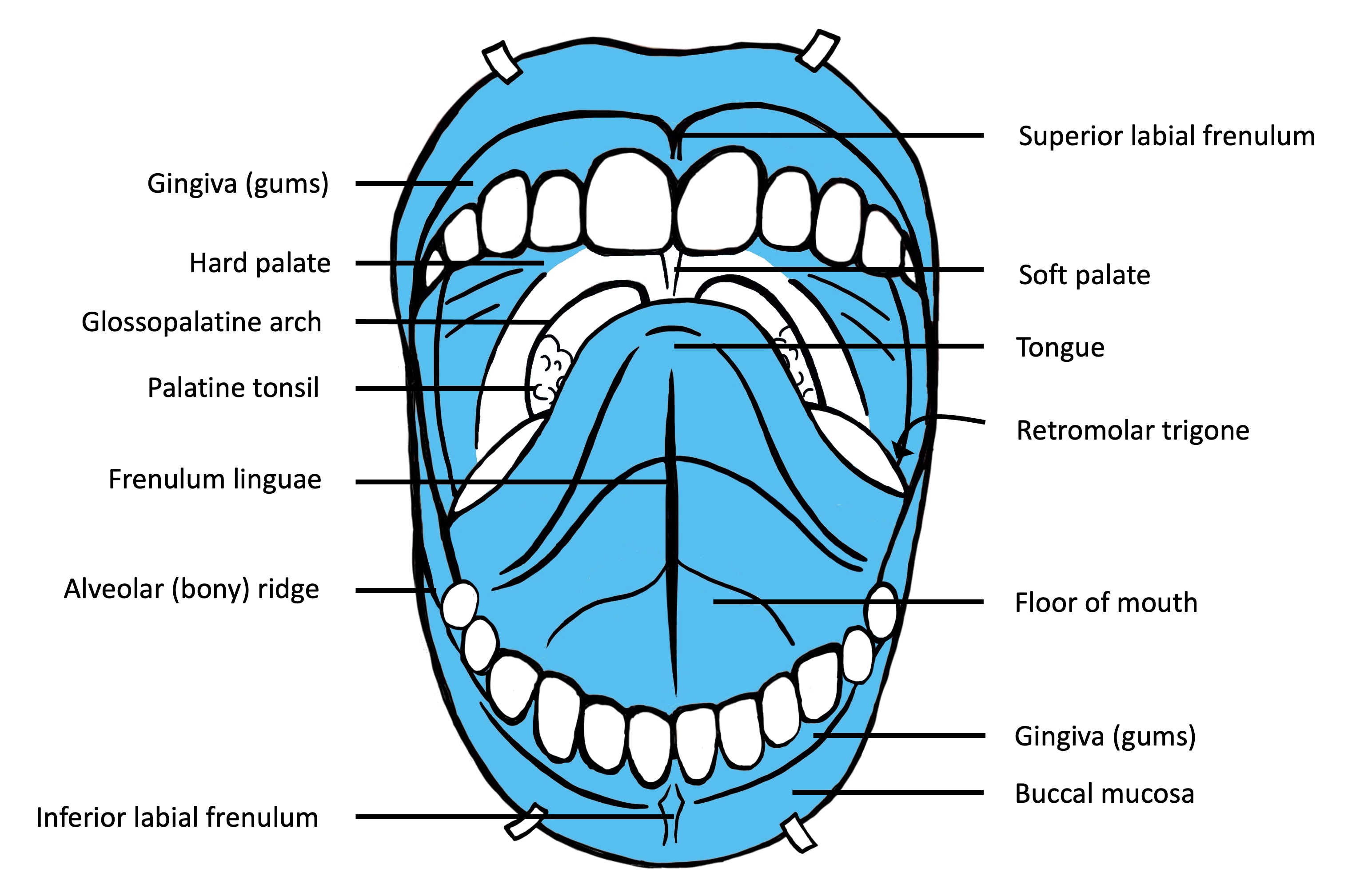 Oral cavity (frontal view)