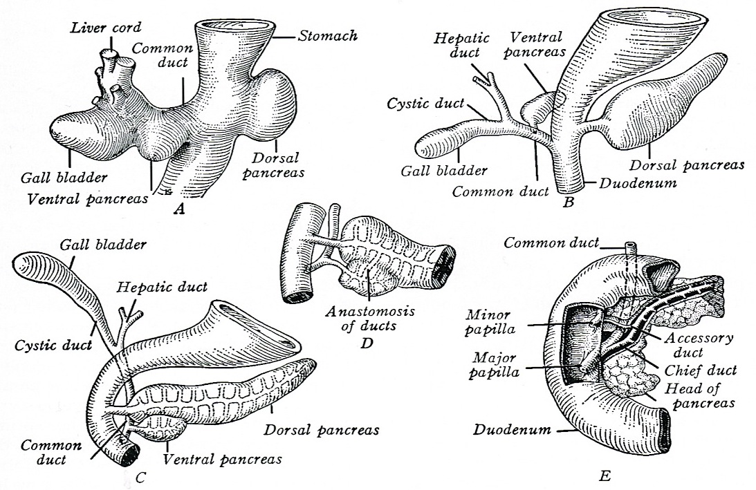 Top more than 57 pancreas diagram sketch - seven.edu.vn