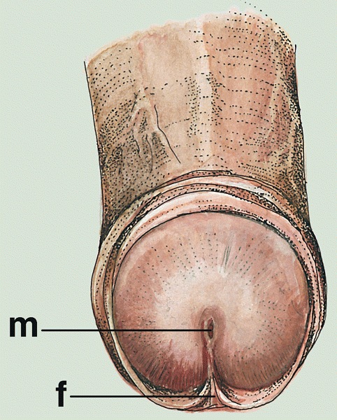 Sulcus Of Glans Penis