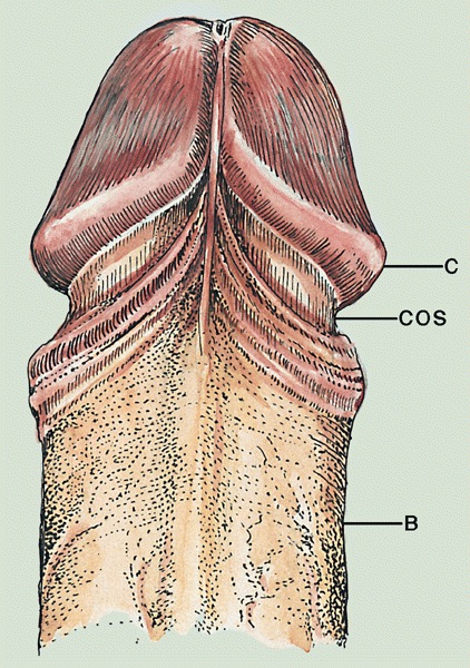 coronal sulcus pénisz