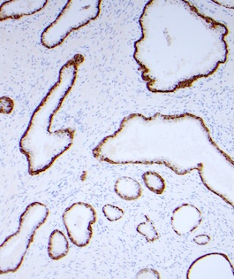 Mystery Image