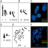 G banding and FISH analysis