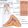 Human adrenal gland