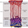 Adrenal gland zones and products