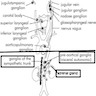 Paraganglia, anatomic location