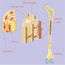 Bone structure
