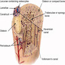 Bone architecture