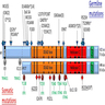 Germline and somatic DDX41 mutations