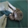 Gray-brown rubbery tumor