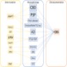 Genetic pathological clinical correlations in CBD
