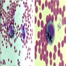 Missing Image