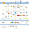 Confluent network of pathways