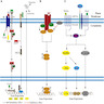 Potential involvement of pathways