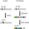 Mechanisms of EML4-ALK rearrangement