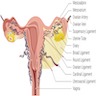 Fallopian tube anatomy and ligaments