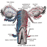 Fallopian tube blood supply