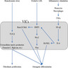Pathophysiology of degeneration of valves