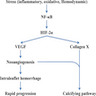 Pathophysiology of degeneration of valves