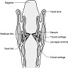 Coronal cross section of larynx showing saccule