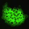 Direct immunofluorescence testing