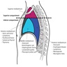 Mediastinum anatomy, sagittal
