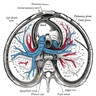 Mediastinum anatomy, transverse