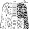 Histological structure of thymus