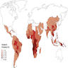 Global distribution of human hookworm infection