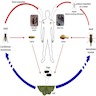 Botfly & blowfly life cycles