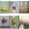 C. hominivorax versus D. hominis distinguishing features