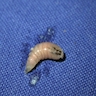 Larva of C. hominivorax