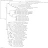 Dermatobia identification using COX1