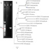 Dermatobia identification using COX1