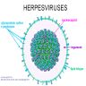 Herpesvirus structure