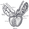 Seminal vesicles and prostate