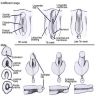 Male urethra development
