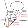 Male urethra